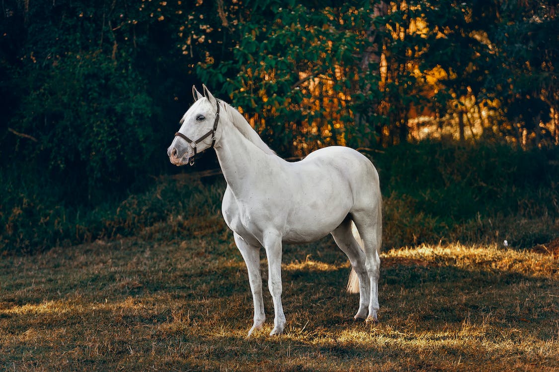 Avvicinamento al Cavallo