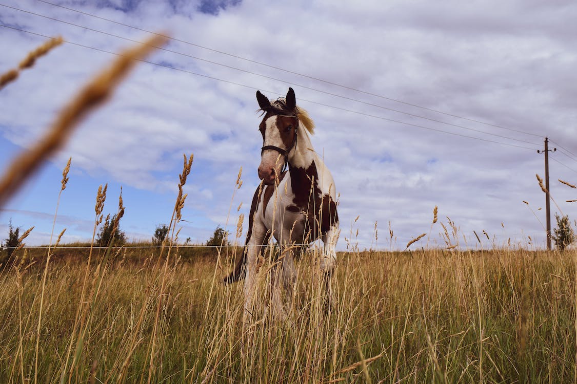 Immagine Cavallo 1