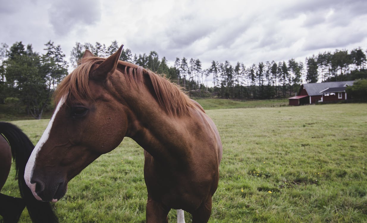 Immagine Cavallo 2