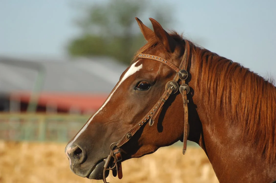 Immagine Cavallo 6